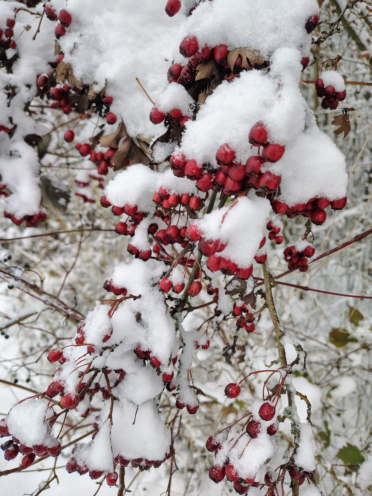 ❄️ PROSINEC – ČAS LEDVIN, TICHÉ SÍLY A VNITŘNÍ PRAVDY